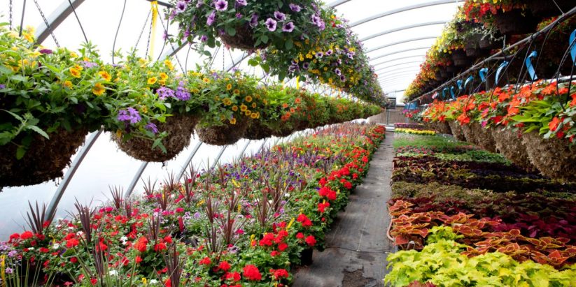 Cheap Fibre Plant Pots| Noida Greens Nursery