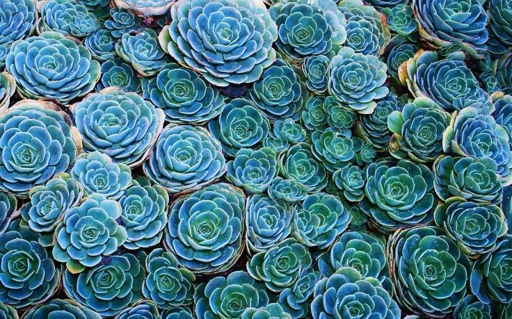 Succulent plants in Noida | Noida Greens Nursery