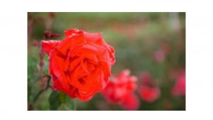 Flowering plants in Noida