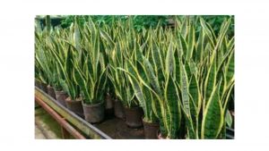 Outdoor plants in Noida