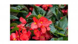 Outdoor plants near me 