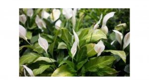 plant nursery in delhi Ncr
