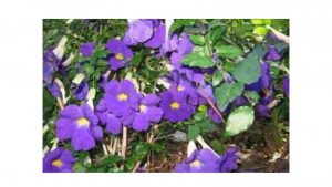 Wholesale Plant Nursery in Noida