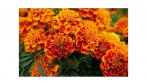 plant nursery in noida