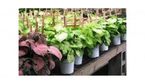 Flowering plants in Noida