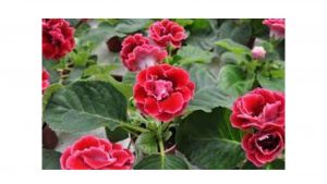 Best plant nursery near me 